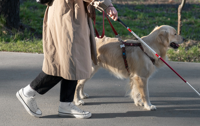 Giornata Nazionale Dei Cani Guida