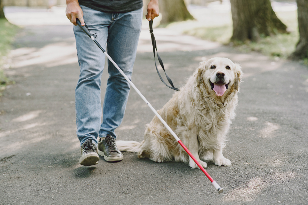 Giornata Nazionale Dei Cani Guida