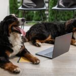 La Terza Ondata di Domesticazione dei Cani