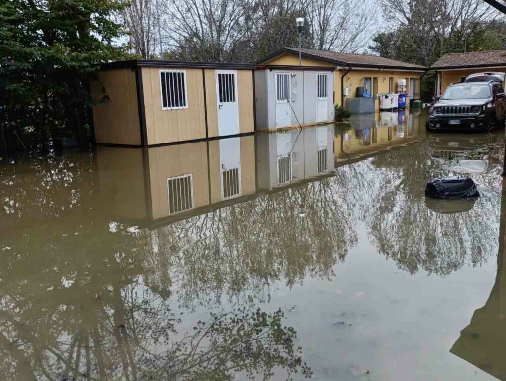 il canile comunale travolto dall’emergenza