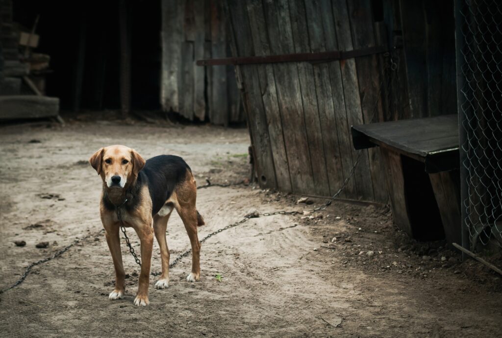 Condannato Per Maltrattamento Animale