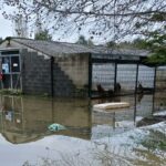 il canile comunale travolto dall’emergenza