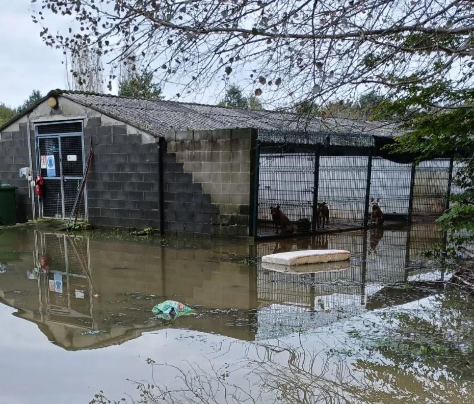 il canile comunale travolto dall’emergenza