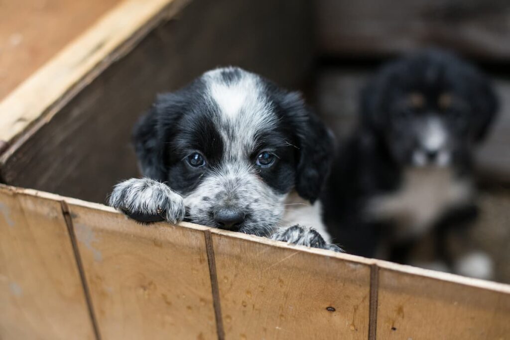 Commercio illegale di cani a Chivasso