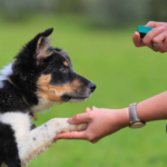 clicker training