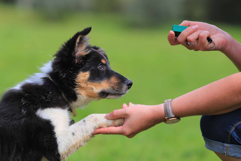 clicker training