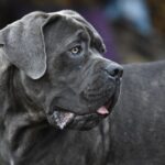 Il Cane Corso: Una Storia di Lealtà e Valore