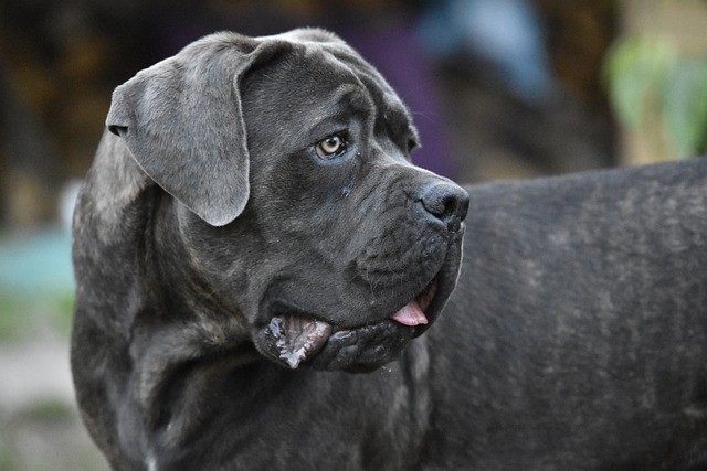 Il Cane Corso: Una Storia di Lealtà e Valore