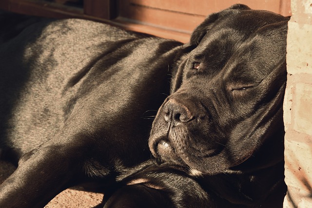 Il Cane Corso: Una Storia di Lealtà e Valore