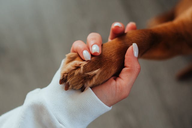 Il Legame Speciale tra Umano e Cane